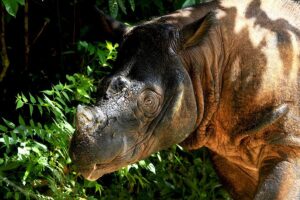 Penyelamatan Badak Sumatera di Leuser Prioritas Utama 