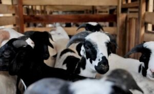 PP Muhammadiyah Sarankan Kurban Diganti Sedekah Uang