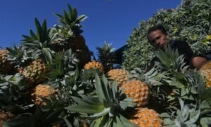 Saudi Naikkan Bea Masuk, Ekspor Indonesia Terdampak