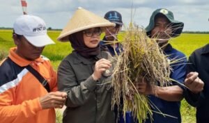 BRG Berhasil Kembangkan Padi Hitam di Lahan Gambut Banyuasin