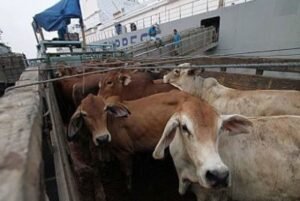 Kementan Tegaskan tak Ada Impor Hewan Hidup dari China