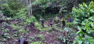 Diduga Masih ada Ladang Ganja di Kawasan Perkebunan Hutan Lindung Pagaralam dan Lahat