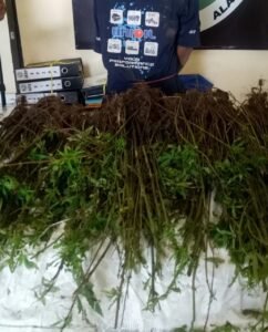 Tanam Ganja Disela Pohon Agar Tidak Terendus Petugas