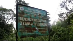 Kepala UPTD KPH X Dempo Sebut Korban Serangan Harimau Berkebun di Hutan Lindung