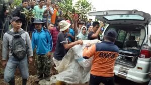 Korban Bertambah, Teror Harimau di Pagaralam Kian Menjadi