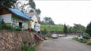 Isu Keberadaan Harimau Pengaruhi Tingkat Hunian Villa dan Hotel di Pagaralam
