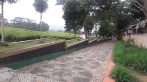 Diterpa Isu Keberadaan Harimau, Wisata Kebun Teh Gunung Dempo Tetap Ramai