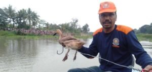 Kepala Dinas PolPP dan Damkar : Buaya di Tanjung Serang Belum Tertangkap