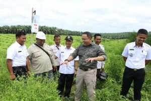 Peremajaan Sawit Rakyat di Muba Terluas Se-Indonesia