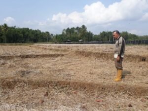 Puluhan Hektar Sawah di Keban Agung Terancam Gagal Panen