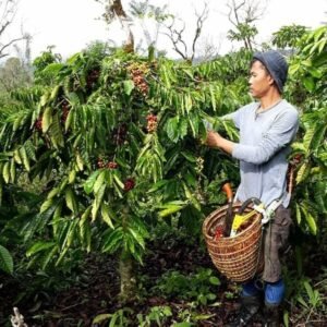 Kopi Pagaralam Anjlok, Petani Gelisah