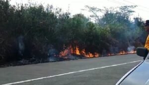 Kemarau, Lahan di Dempo Selatan Pagaralam Terbakar