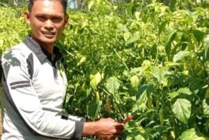 Tembus &nbsp;65 Ribu Per Kilo, Petani Cabe di Pagaralam Sumringah