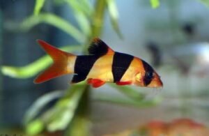 Rangkaian KTNA XIII di Muba Ada Lomba Pilih Jenis Kelamin Ikan