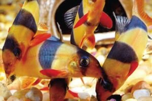 Ikan Kecublang atau Botia Bakal Pukau Peserta KTNA di Muba