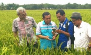 Petani Pasok 50 Ton, Stok Beras Selama Ramadhan di OKI Aman