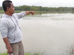 Ratusan Hektar Sawah Petani Kepahyang Terendam Banjir