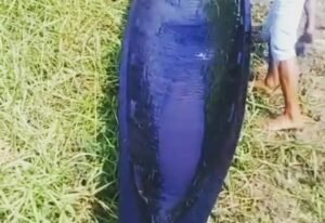 Warga Tanjung Lubuk Temukan Perahu Tua Berumur Ratusan Tahun