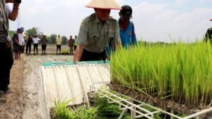 Pemkab OKI Percepat Pola Tanam IP 300