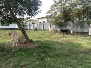 Sapi Dewan OKI Dikeluhkan, Dipelihara di Kawasan Gedung DPRD