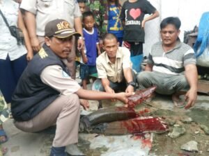 Gempar, Warga SP Padang OKI Temukan Ikan Alien