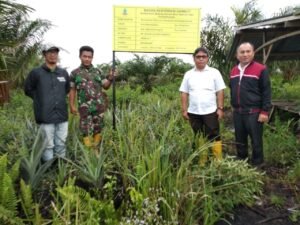 Menjaga Lahan Gambut Sepucuk dengan Tanaman Nanas
