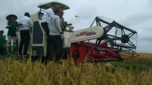 Hasil Meningkat, Petani OKI Bisa Panen 3 Kali Setahun