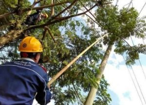 Jaga Keamanan Pasokan Listrik, PLN WS2JB Lakukan Pemangkasan Pohon