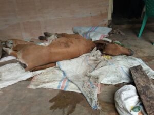 10 Sapi Bali Positif Terjangkit Virus Jembrana