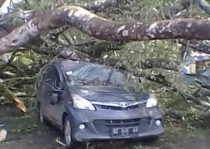 Pohon Tumbang, 4 Pegawai Waskita Nyaris Tewas