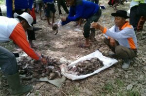 Petani di Lempuing Basmi Hama Tikus dengan Gas 3Kg