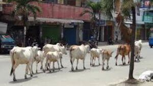 Hewan Dilarang Berkeliaran Dijalan, Dinas PolPP Segera Sosialisasikan ke Kecamatan