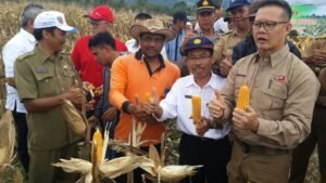 Panen Raya Jagung, Petani Benua Raja Lampaui Target