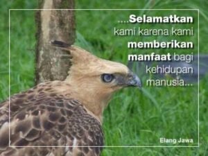 Marak Aksi Perburuan Liar di Musirawas, Satwa yang Dilindungi UU Terancam Punah