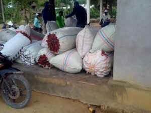 Petani di OKI, Jual Cabai Dengan Sistem Lelang