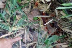 Penemuan Mayat Gegerkan Warga Tanjung Menang
