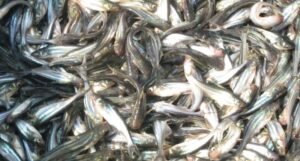 Warga Tuding Bantuan Bibit Ikan Tidak Tepat Sasaran