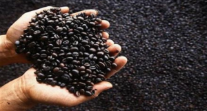 Empat Lawang Perkenalkan Kopi Robusta