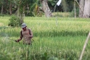Petani di OKI Keluhkan Pungli Bantuan Benih Padi