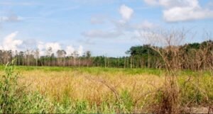 Pemkab OKI Siapkan  1.000 ha Lahan Jadi Sawah