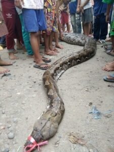 Warga PALI Temukan Ular Sanca Sepanjang 10 Meter