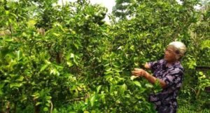 Muratara Kembangkan Perkebunan Jeruk
