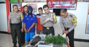 Polres OKI Tangkap Petani Ganja di Sungai Sodong