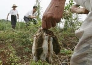 Petani Musirawas Musnahkan Ratusan Ribu Hama Tikus