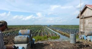 Konsesi Tebu jadi Kebun Sawit, Komisi II DPRD OKI Segera Panggil Dinas Terkait