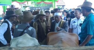 Tekan Impor Daging, Bupati OKI Galakkan Program &lsquo;Gertak Birahi&rsquo;