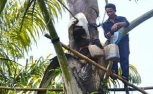 Petani Karet di Modong Kab PALI Banting Stir Usaha Gula Aren