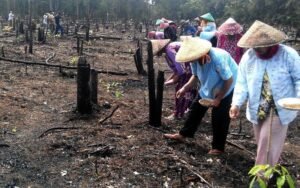 Warga PALI Tanam Padi dengan Sistem Nugal