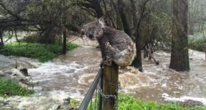 Dua Wilayah Australia Selatan Rawan Terkena Banjir