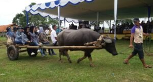 Kerbau Pampangan Masuk 8 Rumpun Lokal di Indonesia